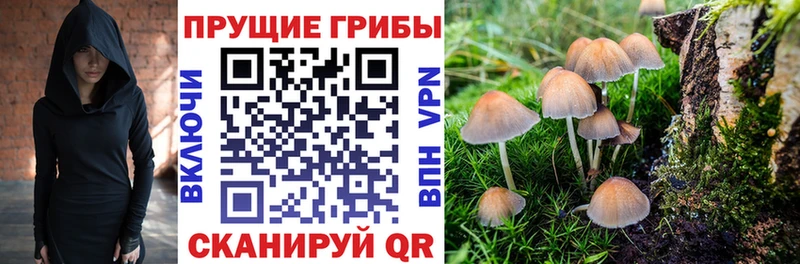 наркошоп  Волгодонск  Псилоцибиновые грибы Cubensis 